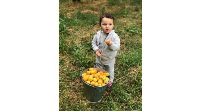 Kayısı fiyatını koruyor