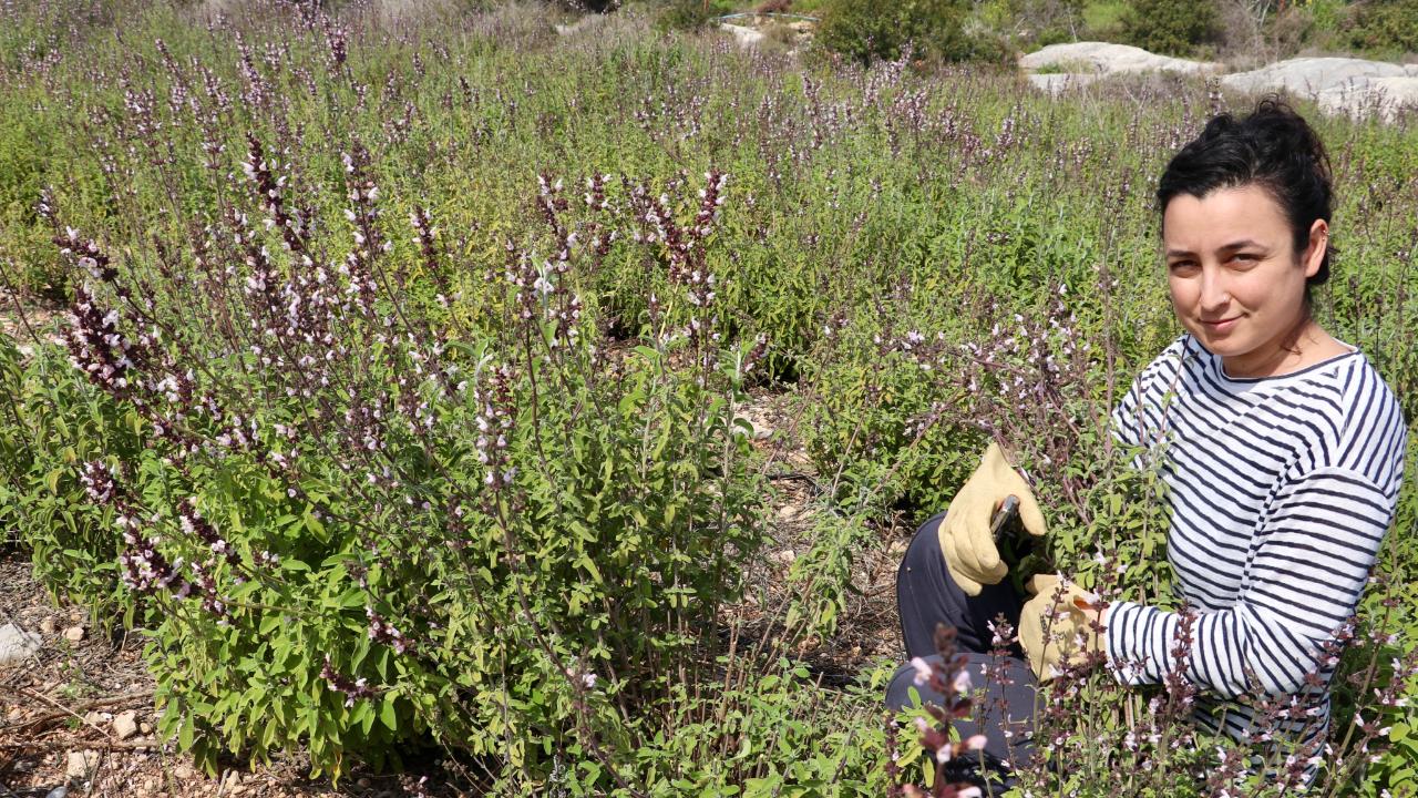 Aromatik bitki yetiştirip, kozmetik sektörüne üretim yapıyor