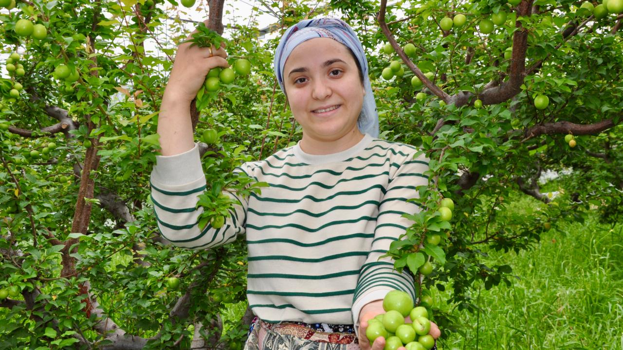 Erik hasat mesaisi başladı
