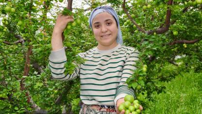 Erik hasat mesaisi başladı