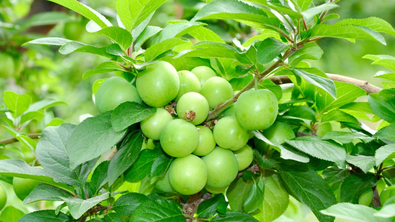 Erik hasat mesaisi başladı