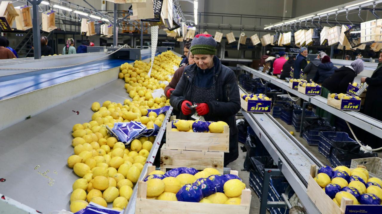 Meyve-sebzenin ihracat lideri Doğu Akdeniz