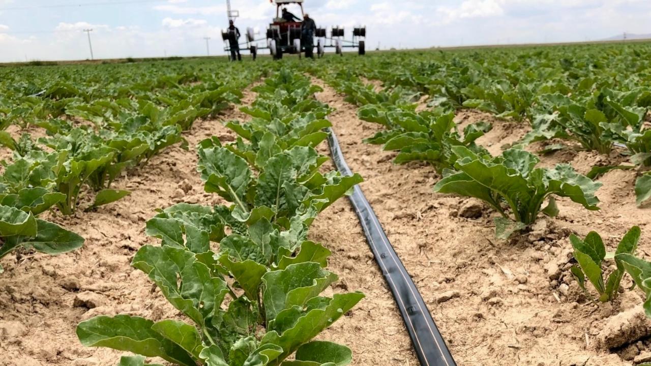 NETAFIM: Su verimliliğinde dijital dönüşüm şart