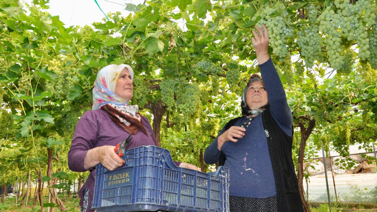 Nisan üzümleri olgunlaştı