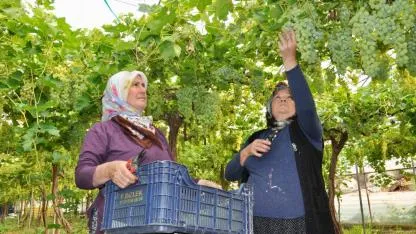 Nisan üzümleri olgunlaştı