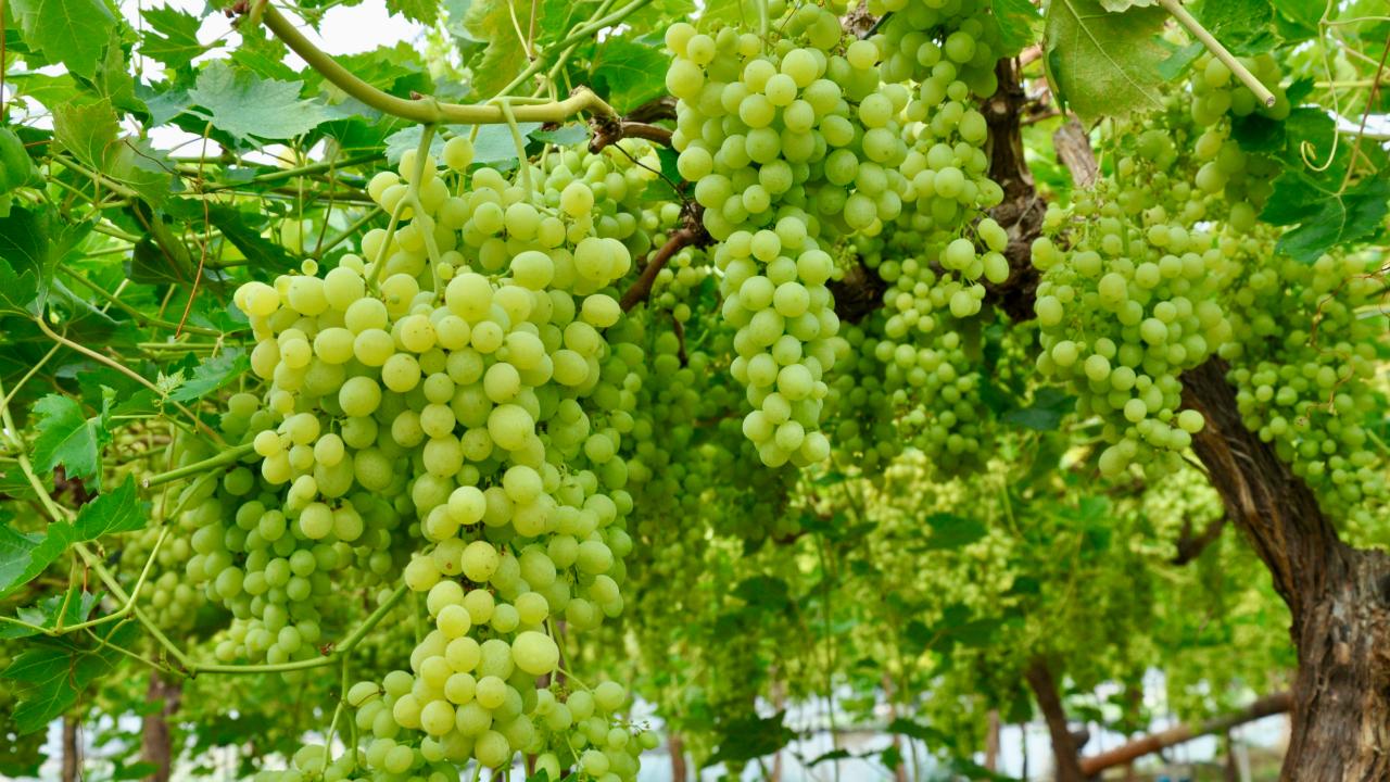 Nisan üzümleri olgunlaştı