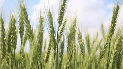 Yağmur başakları doldurdu